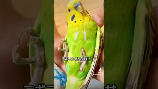 ニギコロ編　セキセイインコ　ホッピー