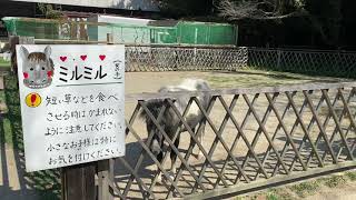 安富牧場 ポニー 馬 ミルミル 岡山 5大牧場ジェラート 足守 美味しい おすすめ 日帰り旅行 2020.09.08