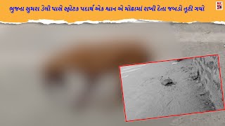 ભુજના સુમરા ડેલી પાસે સ્ફોટક પદાર્થ એક શ્વાન એ મોઢામાં રાખી દેતા જબડો તૂટી ગયો