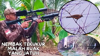 GILAAA‼️NEMBAK TEKUKUR YANG JATUH RUAK-RUAK #hunting #berburutekukur