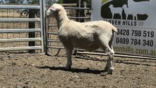 LOT 105 Cloven Hills Summer Ram Sale (TAS, 2023)