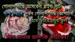 গোলাপ গাছে আসবেনা ব্লাইন্ড স্যুট / দশ দিনে দুর্বল গোলাপ ঝোপালো হবে ফুটবে প্রচুর ফুল