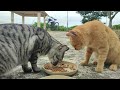 2024.11.5 猫巡り 公園の猫ちゃん達に美味しいカリカリと大好きな銀のスプーンとちゅ～るを