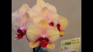 Taiwan International Orchid Show 2014 臺灣國際蘭展