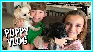 THE DAILY ROUTINE OF HERSHEY AND HARLEY | OUR PUPPY VLOG | We Are The Davises