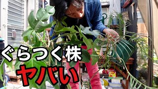 ぐらつく株は必ずこうして下さい　　【園芸超人カーメン君】