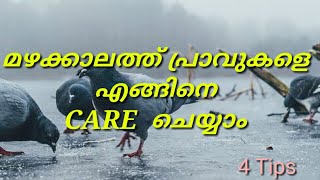 പ്രാവുകളെ മഴക്കാലത്ത് എങ്ങിനെ സംരക്ഷിക്കാം|How can care pigeon in rainy season|KZY TRICKS|MALAYALAM