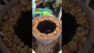 A super easy way to repot succulents! #gardenhacks #suculentas #subscribe #succulent #echeveria