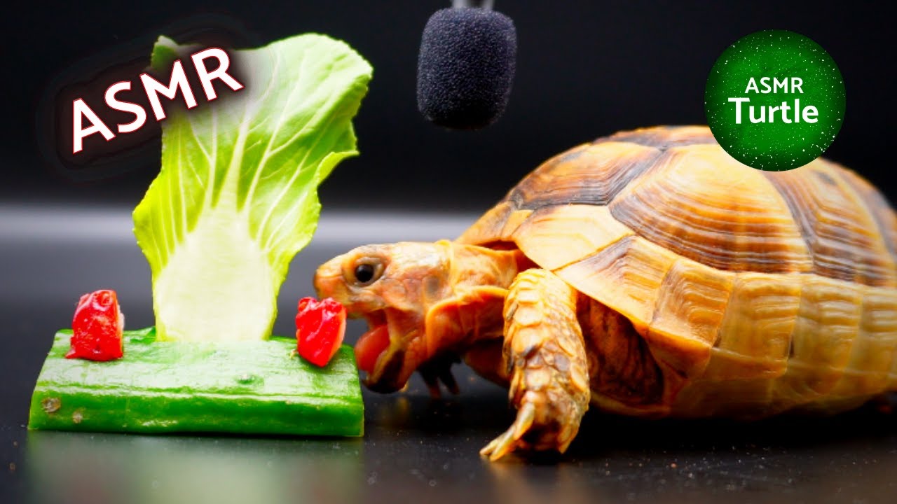 Turtle Tortoise Eating Food Asmr Mukbang рџђў Youtube