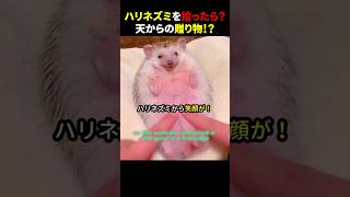 ハリネズミを拾ったら？ 天からの贈り物！？ #ほっこりショート