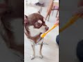 人間の歯ブラシで、犬の歯を磨いて見た‼️ shorts dog 歯磨き