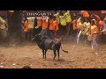 thangam tv manapparai karungulam jallikattu 2018