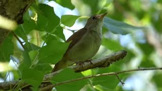 Ptice Hrvatske - Slavuj (Luscinia megarhynchos) (Birds of Croatia - Nightingale) (2/6)