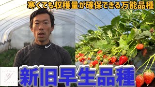 「いちご栽培 いちご農家」新旧早生品種の生育状況ご紹介 かおりの，とちあいかの生育差を見る