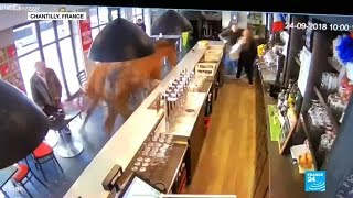 Why the long face? Runaway horse invades French cafe