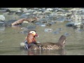 野鳥撮影・ オシドリ mandarin duck