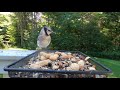 blue jay vs. grey catbird