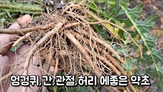 엉겅퀴 간 관절 허리에 좋은 약초~이 식물/건강정보 HERBS