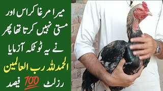 Murga masti nahi kerta ilaj|Murga cross nahi kerta totka|مرغا مرغی کراس نہیں کرتا مستی