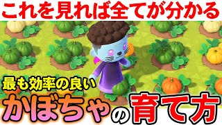 【あつ森】かぼちゃを超効率よく育てる方法はこれだ！ハロウィン中に好きな色だけを増やす方法も合わせて紹介!!【あつまれ どうぶつの森】【ぽんすけ】