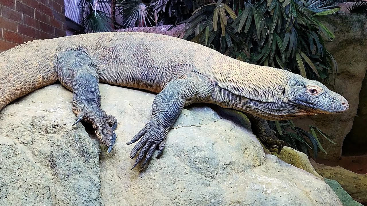 Vertebrates Reptiles Examples Reptile Dentition The Details On