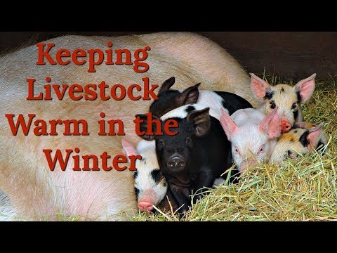 How We Keep Chickens and Pigs Warm in the Winter How We Keep Chickens and Pigs Warm in the Winter