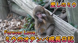 【赤ちゃん・ニホンザル・４K動画】Miu, Forever Love