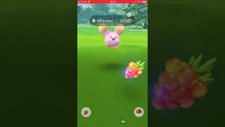 Pokémon go 100% Whismur and evolving it to loudred