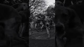 Last Sunday following the hounds of the North Galway Hunt club. #hunting #horse #tallyho