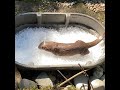 River otters play in ice