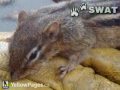 SWAT Wildlife -