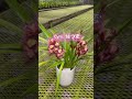 テーブルシンビ　 はつ恋 【石田蘭園お花紹介】 cymbidium flower orchid シンビジウム sukumo 園芸 シンビジューム kochi ビタミンf 健康第一