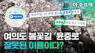 3년 만에 개방되는 여의도 봄꽃길...‘윤중로’라고 부르면 안 된다?