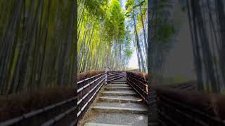 【Kyoto bamboo grove】京都の竹林を越えて。#shorts