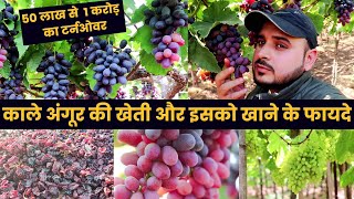 Angoor ki kheti 🍇अंगूर की खेती कैसे करें | Organic Grape Harvesting Method in India🔥 Gardening Ideas