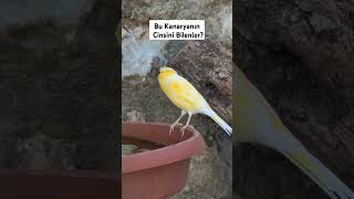 Bu KANARYANIN Cinsini Bilenler ? #canary #birds #köy #şehirdenköyegöç