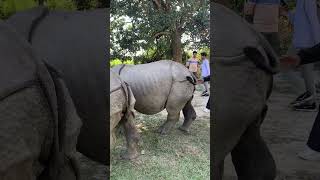 Translocated rhino to koshi tappu wildlife reserve.