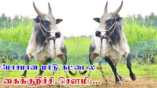 கைக்குறிச்சி தமிழன் சௌமி || ரோசமான மாடு