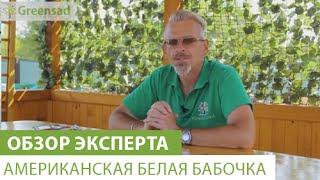 Американская белая бабочка