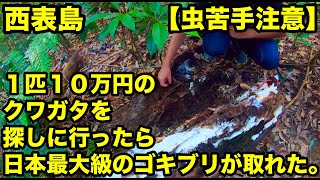 【西表島】１匹１０万円のクワガタを探しに山に行ったらゴキブリ捕まえた。【虫苦手な人は閲覧注意】