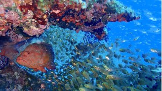 沖縄　慶良間諸島（ケラマ諸島）　ありえない美しさ！　いつかは行くべき楽園　Kerama CoralReef Underwater World in Okinawa