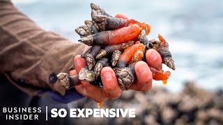 Why Gooseneck Barnacles Are So Expensive | So Expensive