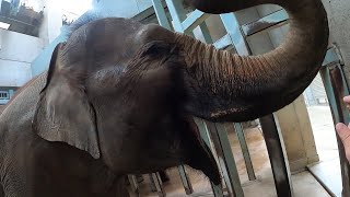 【上野動物園】アジアゾウを超至近距離から解説してみた