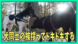 犬同士の挨拶ってドキドキする