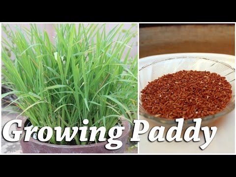 Growing Rice (Paddy) in a Container - Terrace Garden Growing Rice (Paddy) in a Container - Terrace Garden