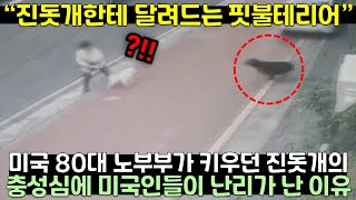 미국 80대 노부부가 키우던 진돗개의 충성심에 미국인들이 난리가 난 이유