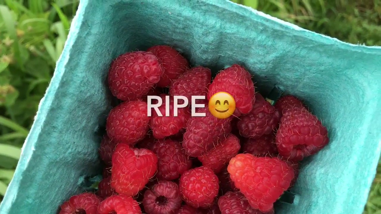 U-Pick Raspberry Tips! - YouTube