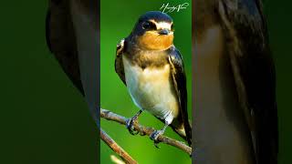 Barn Swallow Bird #shorts #animals #birds #barnswallow