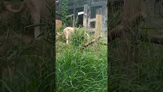 尾夏夜★⑰ホワイトライオン・白獅子・リズムちゃん・沖縄こどもの国・・・White_Lion・Okinawa Zoo \u0026 Museum(20221001)