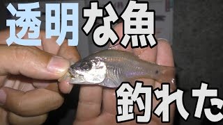 夜釣りで透明な魚が釣れた！【魚図鑑を埋めろ7話】